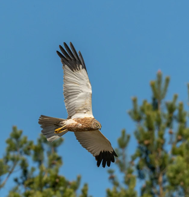 a bird that is flying in the sky, by Jan Tengnagel, pexels contest winner, pine, raptor, tan, white