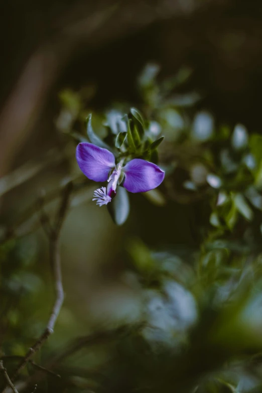 a purple flower sitting on top of a lush green forest, a portrait, unsplash, early spring, against dark background, 15081959 21121991 01012000 4k, portrait of small