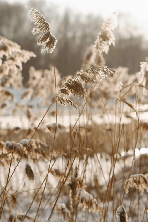 a field full of tall grass covered in snow, inspired by Bruno Liljefors, trending on pexels, tonalism, near a lake, shades of gold display naturally, brown, farming