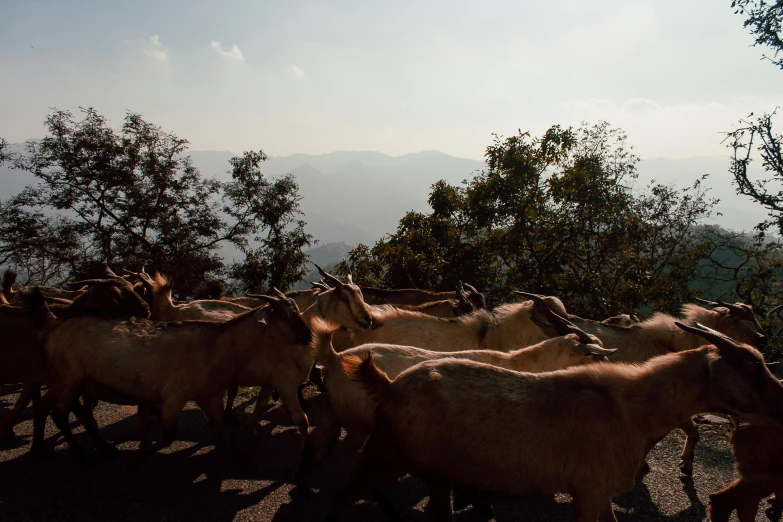 a herd of goats walking down a dirt road, trending on unsplash, sumatraism, the taoist temples of huangshan, guwahati, view from the side”, jen atkin