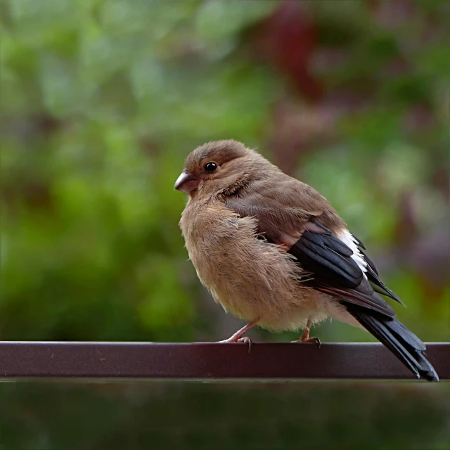 a small bird sitting on top of a metal rail, sitting on a bench