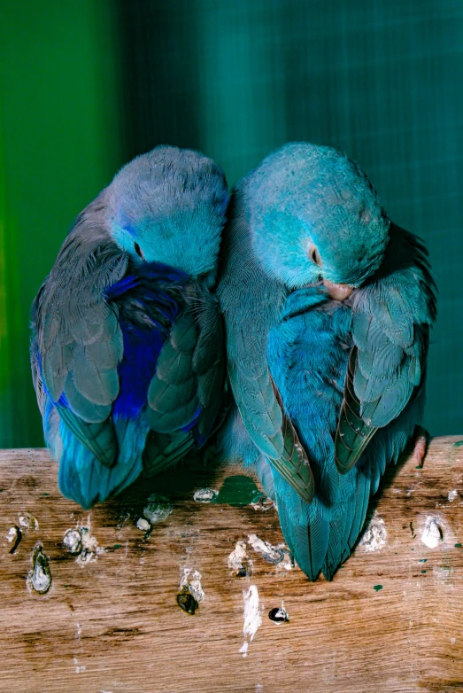 two blue birds sitting on top of a wooden branch, asleep, te pae, lush, photographed