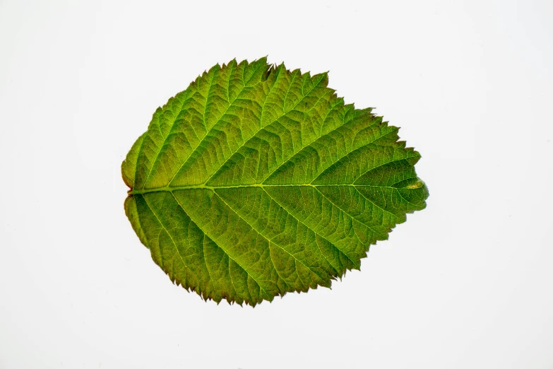 a close up of a leaf on a white surface, an album cover, hasselblatt, hi-res, nd 6, mint