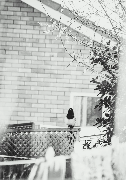 a black and white photo of a bird perched on a fence, inspired by Sergio Larraín, against a winter garden, full body:: snow outside::, slightly pixelated, photographed on expired film