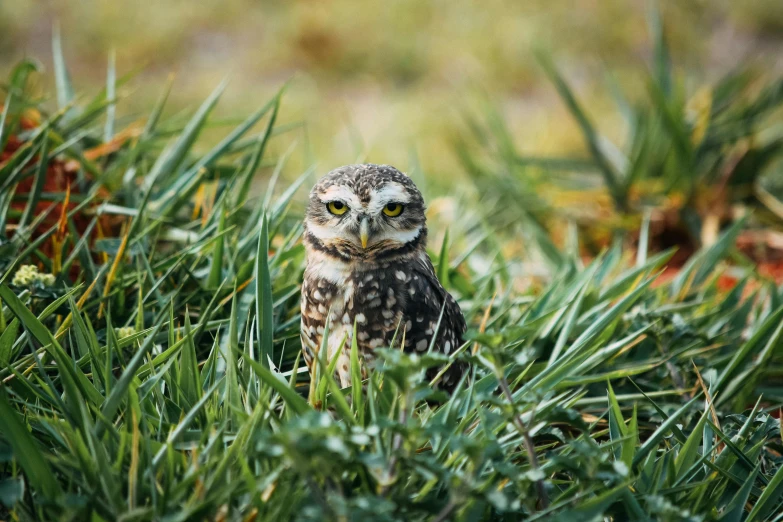 a small owl sitting on top of a lush green field, in the grass