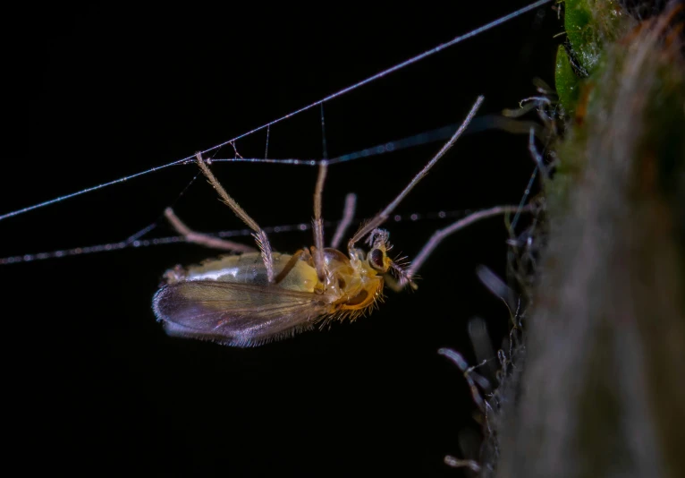 a close up of a bug on a plant, hurufiyya, in a forest at night, hanging from white web, taken with sony alpha 9, a blond