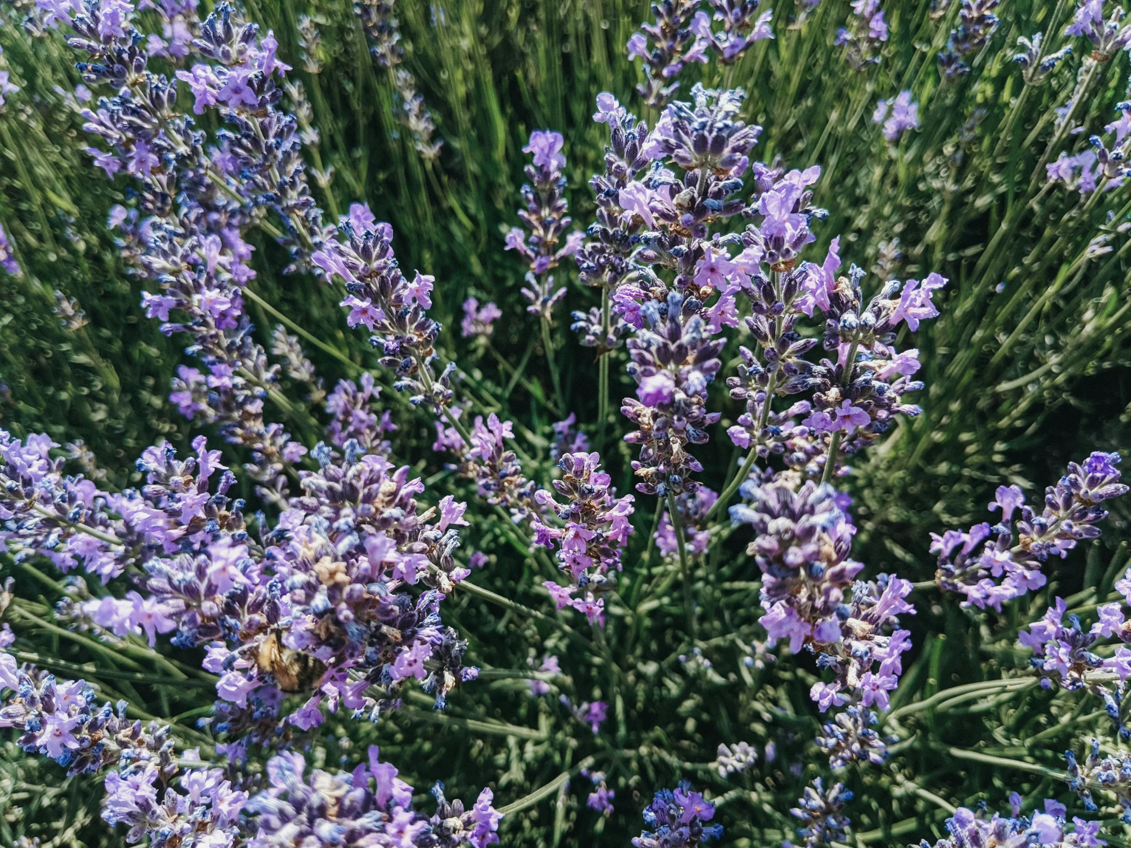 a close up of a bunch of purple flowers, by Carey Morris, pexels, in a lavender field in france, 🦩🪐🐞👩🏻🦳, iphone picture, 1 6 x 1 6