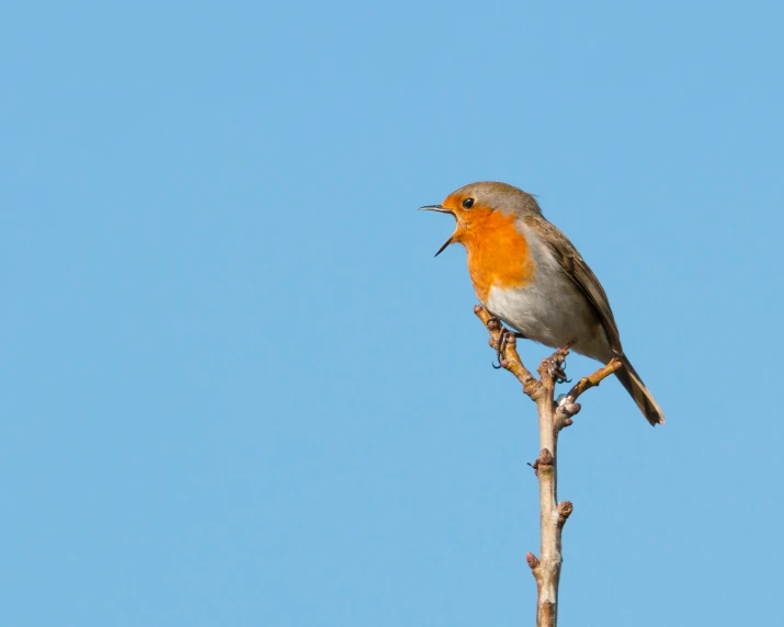 a small bird sitting on top of a tree branch, an album cover, by Peter Churcher, pexels contest winner, blue sky, singing, robin, with long antennae