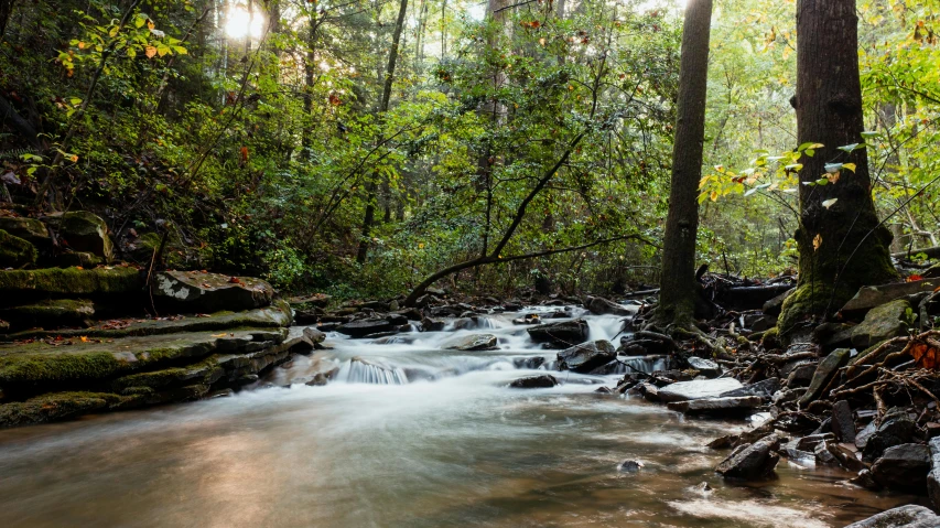 a stream running through a lush green forest, inspired by Asher Brown Durand, unsplash, evening light, fan favorite, alabama, mid shot photo