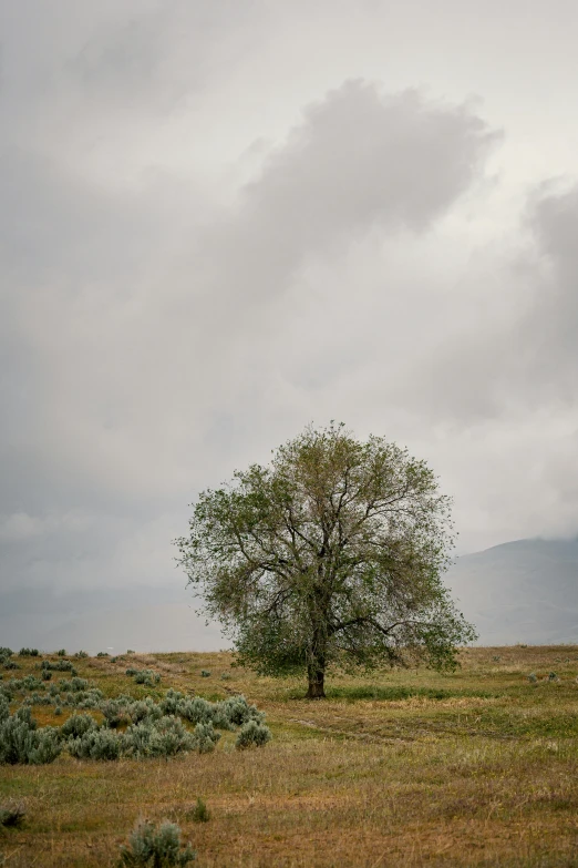 a lone tree in a field with mountains in the background, inspired by Dorothea Lange, unsplash, natural overcast lighting, willows, medium format. soft light, ignant