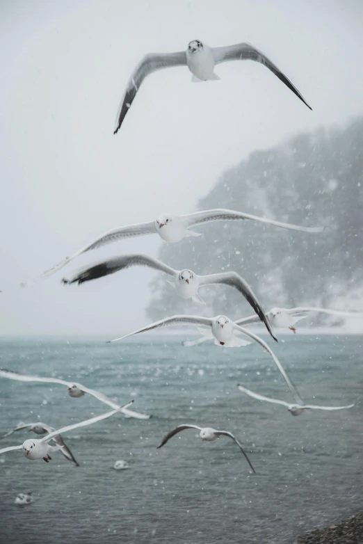 a flock of seagulls flying over a body of water, by Robert Storm Petersen, pexels contest winner, romanticism, snowing, coastal, portrait photo, frosty white eyes