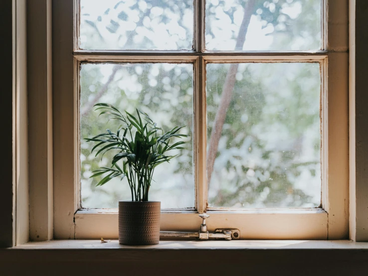 a potted plant sitting on a window sill, inspired by Elsa Bleda, unsplash contest winner, light and space, cottagecore hippie, with clear glass, in a dusty victorian home, light entering through a blind