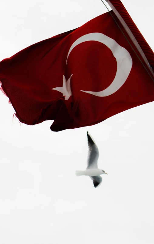 a red and white flag flying next to a seagull, by Nevin Çokay, hurufiyya, ap press photo, square, turkey, high quality photo