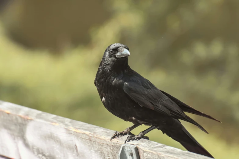 a black bird sitting on top of a wooden rail, a portrait, inspired by Gonzalo Endara Crow, pexels contest winner, renaissance, carcass carrion covered in flies, portrait of a small, te pae, a still of a happy