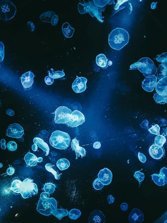 a bunch of jellyfish floating in the water, a microscopic photo, unsplash contest winner, holography, dark blue neon light, background image, no watermarks, tardigrade in space