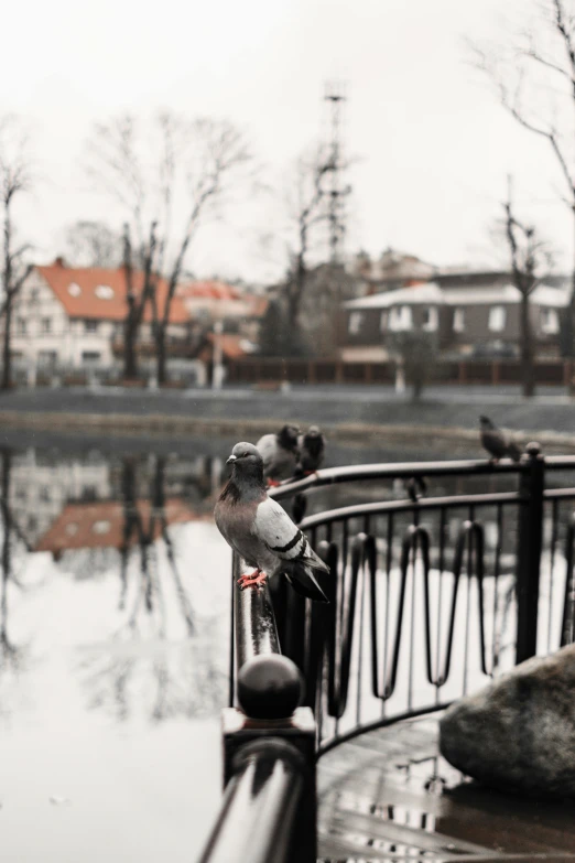 a bird sitting on a railing next to a body of water, by Grytė Pintukaitė, parks and monuments, overcast day, february), festivals