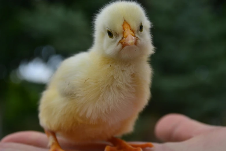 a small yellow chicken sitting on top of a person's hand, unsplash, moulting, taken in the late 2010s, looking at camera, pale - skinned