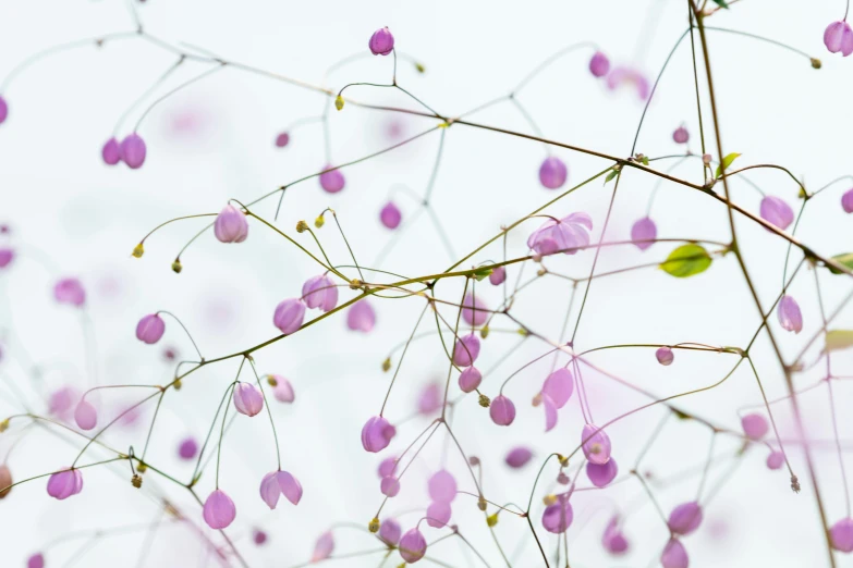 a close up of a bunch of purple flowers, a digital rendering, unsplash, arabesque, betula pendula, hanging gardens, rinko kawauchi, instagram picture