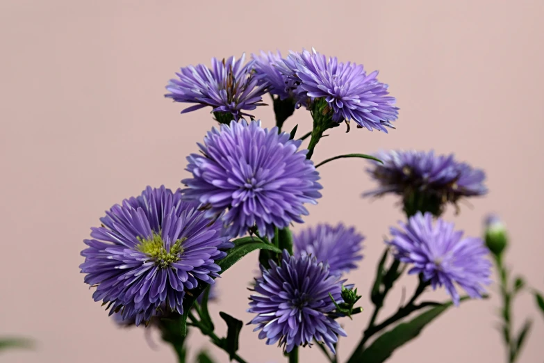 a vase filled with purple flowers on top of a table, stella alpina flower, zoomed in shots, medium blue, ari aster