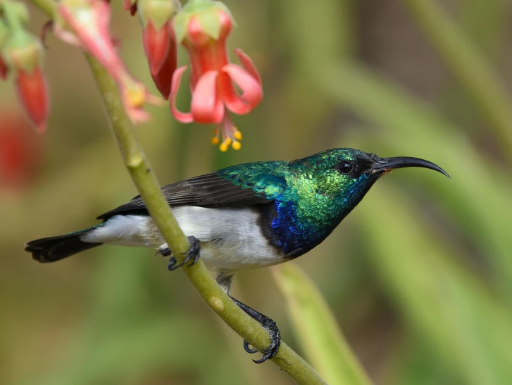 a bird that is sitting on a branch, by Gwen Barnard, pexels contest winner, hurufiyya, subtropical flowers and plants, aerial iridecent veins, black sokkel, a beautiful mine