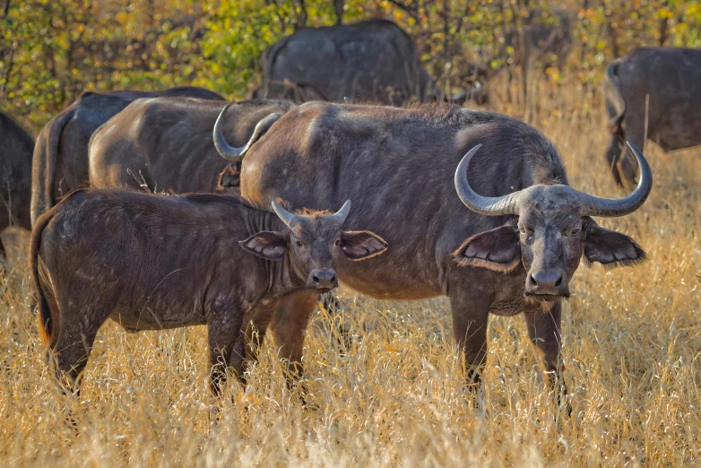 a herd of buffalo standing on top of a dry grass field, a portrait, by Juergen von Huendeberg, fine art, no crop, sharandula, uncropped, no cropping