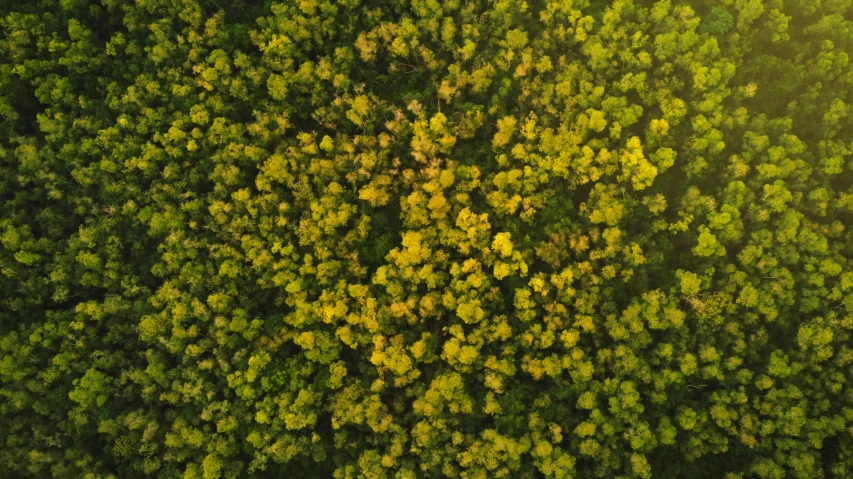 a bird's eye view of a green forest, pexels, hurufiyya, mustard, yellow artificial lighting, highly detailed textured 8k, drone photograpghy