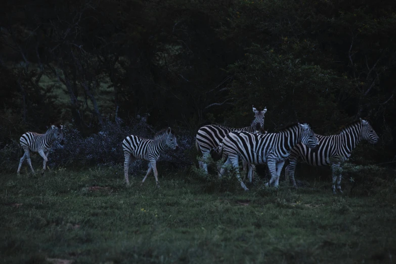 a herd of zebra standing on top of a lush green field, by Elsa Bleda, renaissance, night time photograph, low - lighting, striped, family dinner