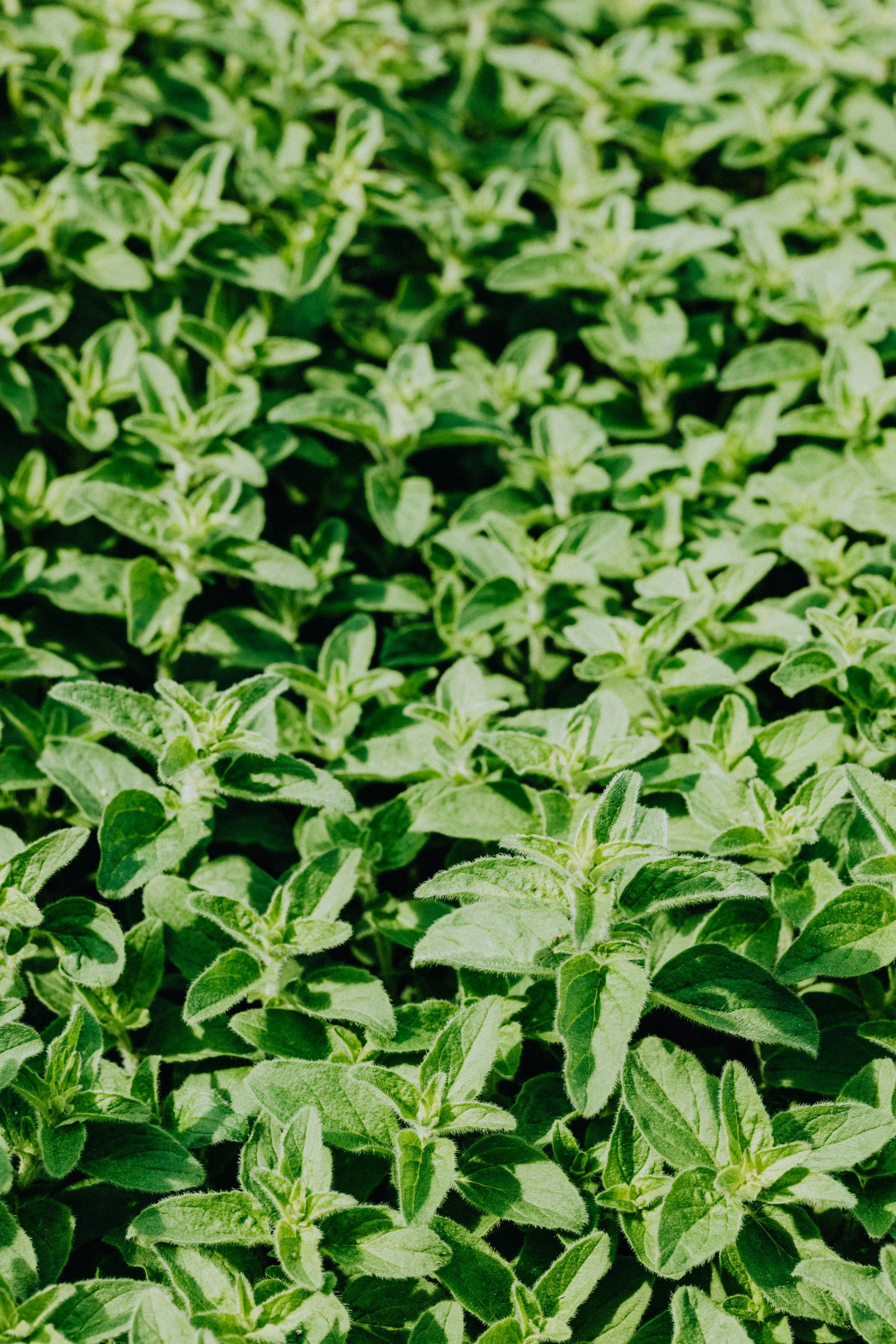 a field filled with lots of green plants, very large basil leaves, zoomed in shots, peppermint motif, vanilla