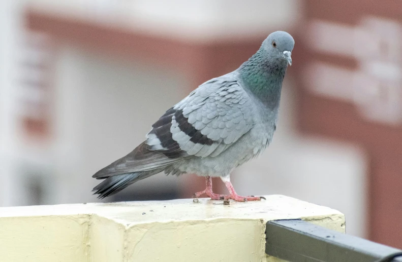 a pigeon sitting on the ledge of a building