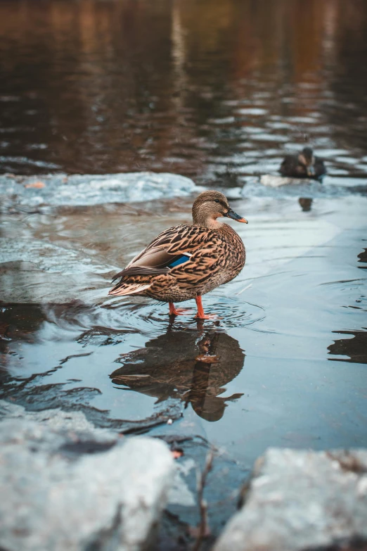 a duck that is standing in some water, pexels contest winner, icy lake setting, high detail 4 k, casually dressed, minn