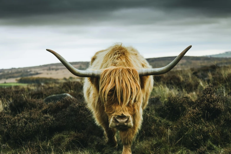 a long haired cow standing on top of a lush green field, an album cover, unsplash contest winner, whisky, horned, 🦩🪐🐞👩🏻🦳, moorland