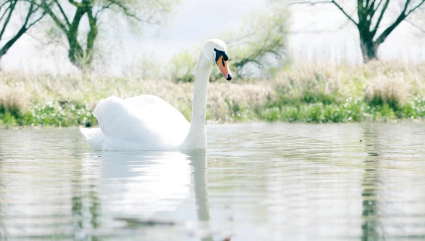 a white swan floating on top of a body of water, swanland, a photo of a lake on a sunny day, seraphine, warm spring