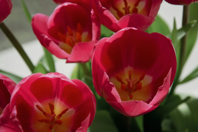 a close up of a bunch of flowers in a vase, dayglo pink, tulips, 'groovy', zoomed in shots