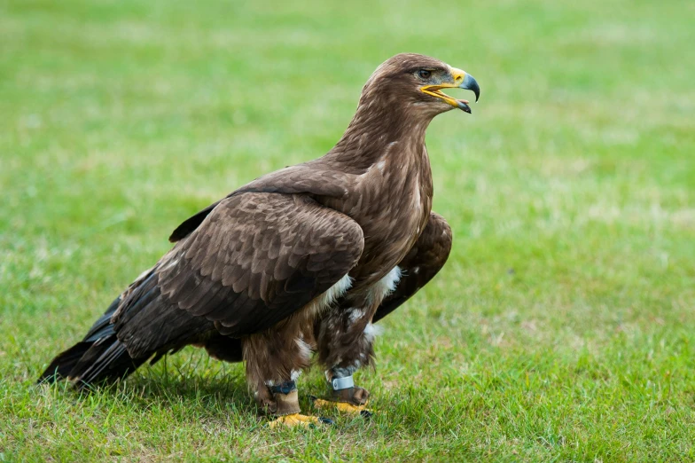 a large brown bird standing on top of a lush green field, pexels contest winner, hurufiyya, eagle feather, kneeling, tournament, 2 years old