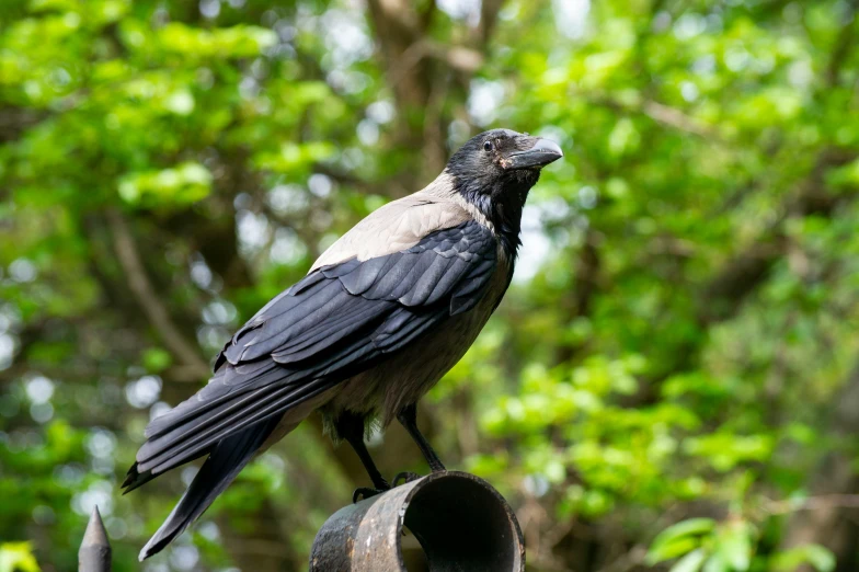 a black bird sitting on top of a metal pipe, inspired by Gonzalo Endara Crow, pexels contest winner, hurufiyya, male emaciated, 1 4 9 3, grey, museum quality photo