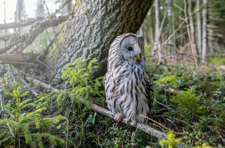 an owl is sitting on a branch in the woods, a portrait, by Jaakko Mattila, pexels contest winner, low detailed, maus in forest, in a forest clearing, dressed in a gray