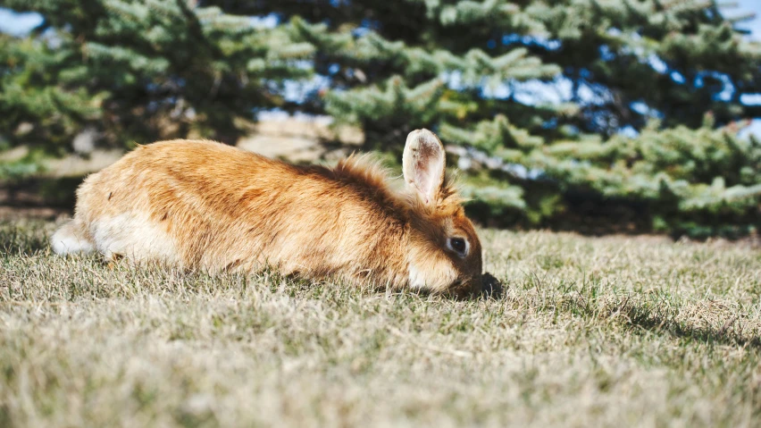 a deer that is laying down in the grass, a picture, by Julia Pishtar, unsplash, rabbit, wyoming, eating outside, kodak photo