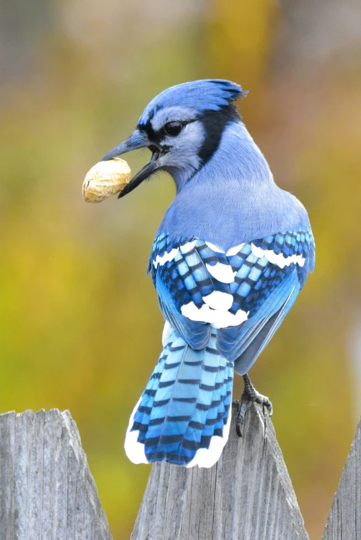 a blue bird sitting on top of a wooden fence, a portrait, by Jim Nelson, pexels contest winner, blue jay with a pile of acorns, slide show, baseball, ornately dressed