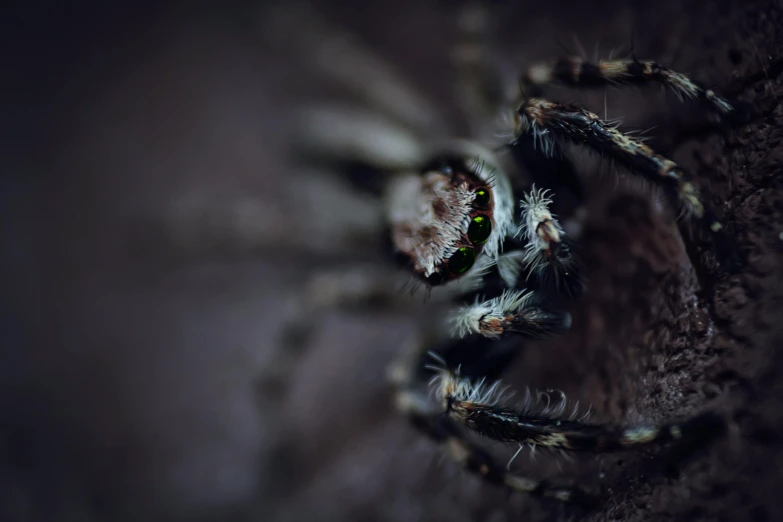 a close up of a spider on the ground, pexels contest winner, hurufiyya, large dark eyes, grey, ilustration, macro furry