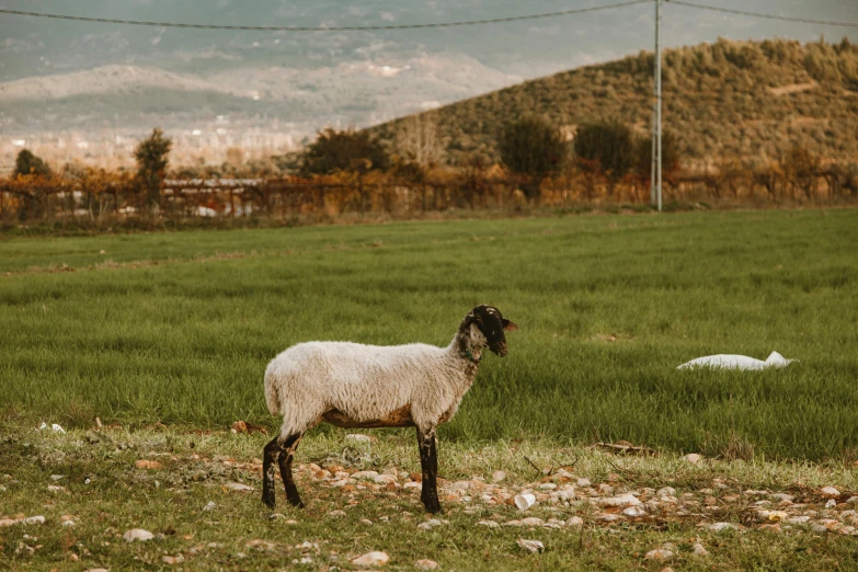 a sheep standing on top of a lush green field, by Elsa Bleda, pexels contest winner, les nabis, an arab standing watching over, outside in a farm, urban surroundings, 2 0 2 2 photo