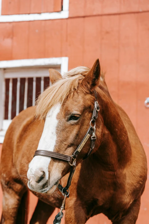 a brown and white horse standing in front of a red building, by Daniel Lieske, trending on unsplash, closeup headshot, multiple stories, indoor picture, barn