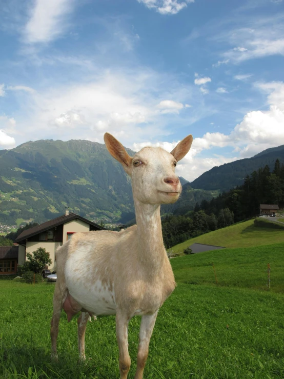 a goat standing on top of a lush green field, posing for a picture, the alps are in the background, profile image, derp