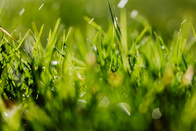 a close up of grass with drops of water on it, unsplash, perfect crisp sunlight, green moss, shot on sony a 7, gardening