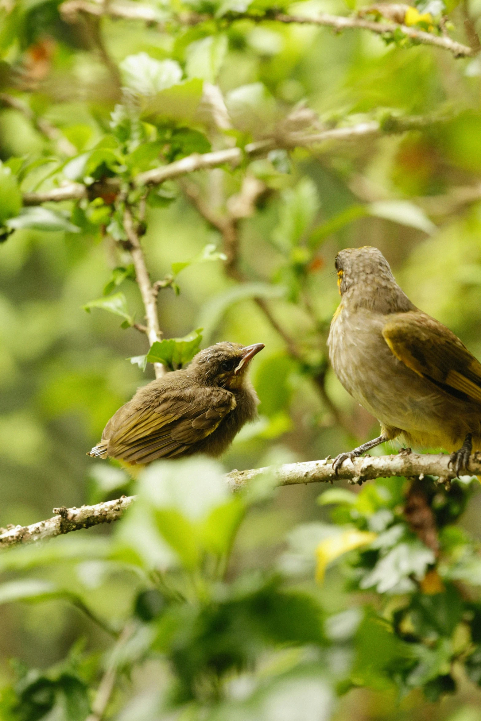 a couple of birds sitting on top of a tree branch, by Peter Churcher, sumatraism, slide show, yellow, small mouth, motherly