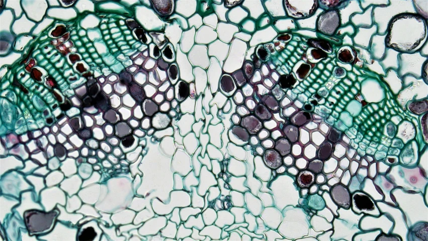 a close up of a cross section of a plant, a microscopic photo, inspired by Ernst Haeckel, generative art, blue-green fish skin, trypophobia, porcelain organic tissue, acid pooling inside