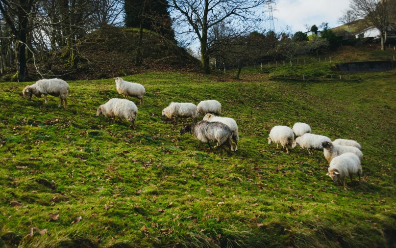 a herd of sheep grazing on a lush green hillside, an album cover, by Julia Pishtar, pexels contest winner, renaissance, eating, wales, urban surroundings, thumbnail