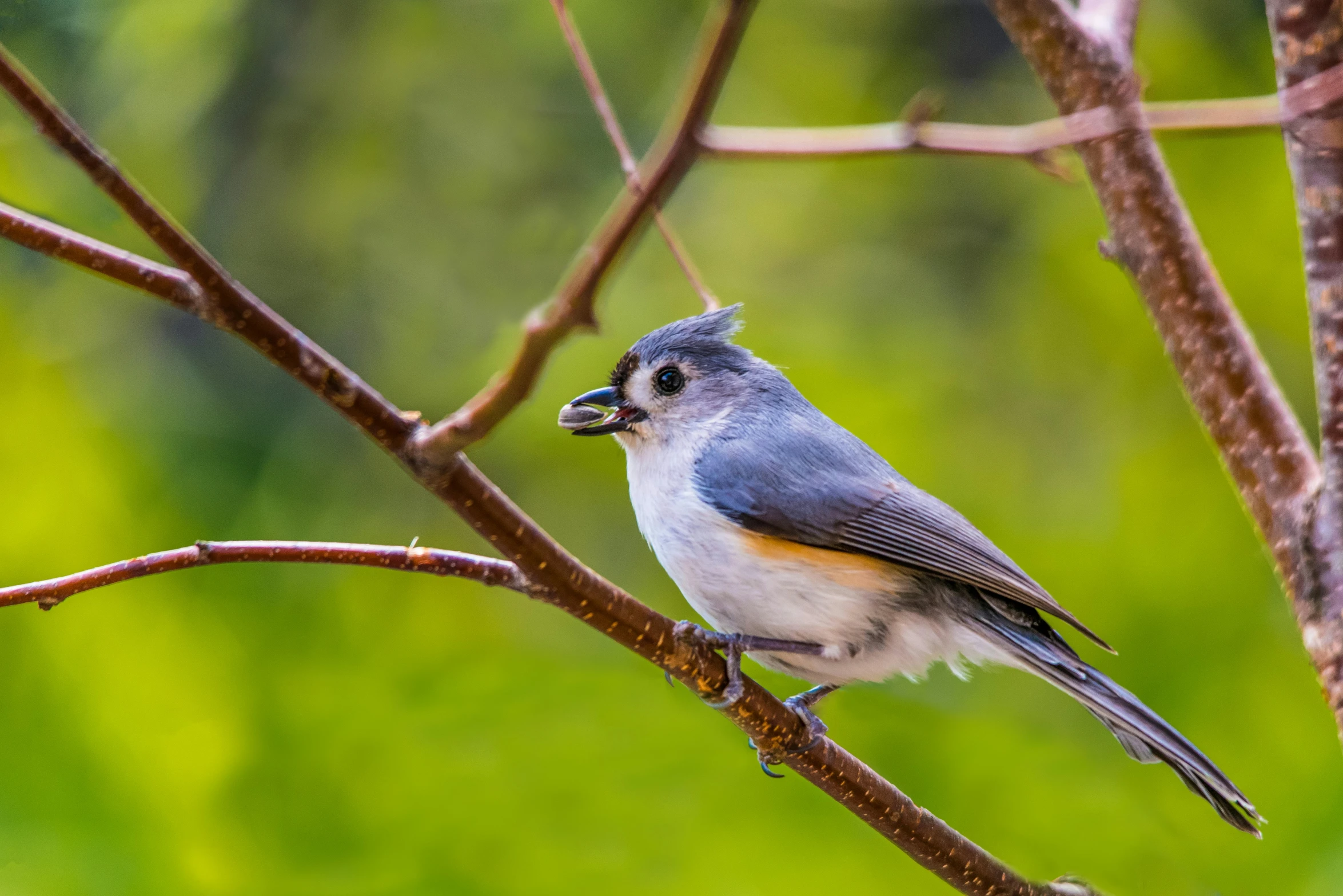 a small bird sitting on top of a tree branch, having a snack, blue and grey, fan favorite, female gigachad