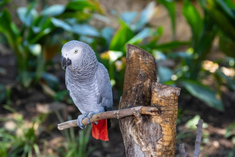 a parrot sitting on top of a tree branch, a portrait, pexels contest winner, grey, eucalyptus, sitting on a log, 🦩🪐🐞👩🏻🦳