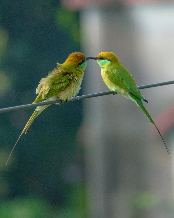 a couple of birds sitting on top of a wire, a colorized photo, by Sudip Roy, pexels contest winner, renaissance, yellow and green, kissing together, sri lanka, gold green creature