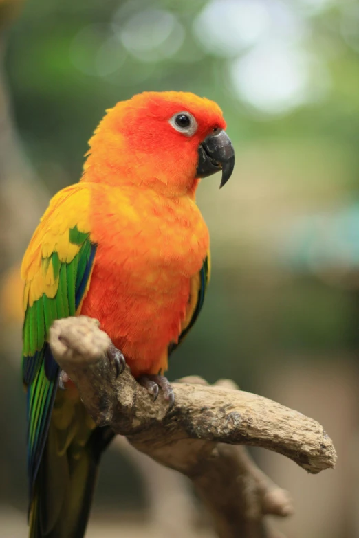 a colorful bird sitting on top of a tree branch, posing for a picture